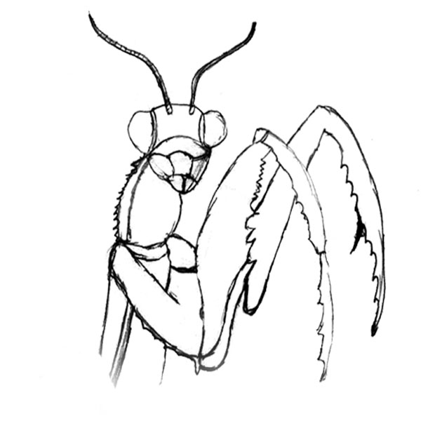 #2069 - Mantis - Nature